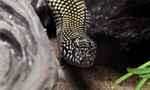 Discover 16 Snakes in Nebraska Picture