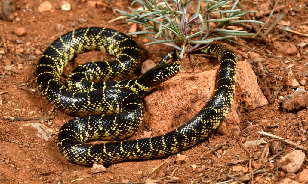 speckled king snake poisonous