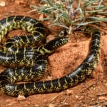 Desert kingsnake