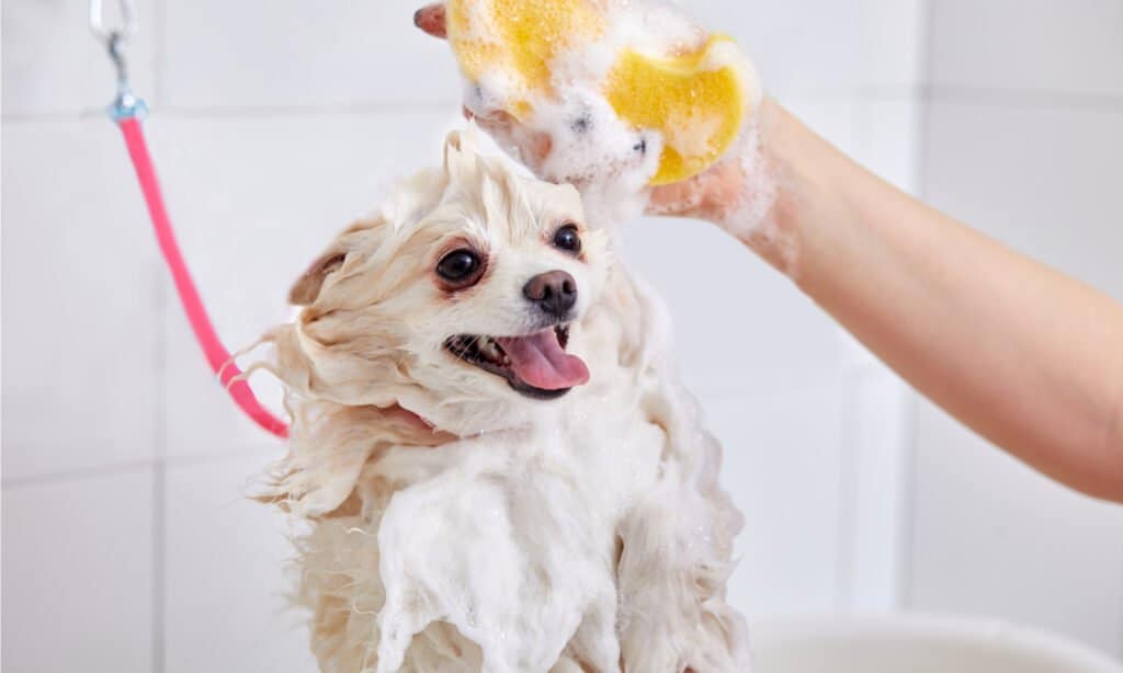 shampoing démêlant pour chien