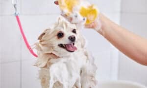 Deshedding Shampoo For Dogs: We Reviewed The Best Picture