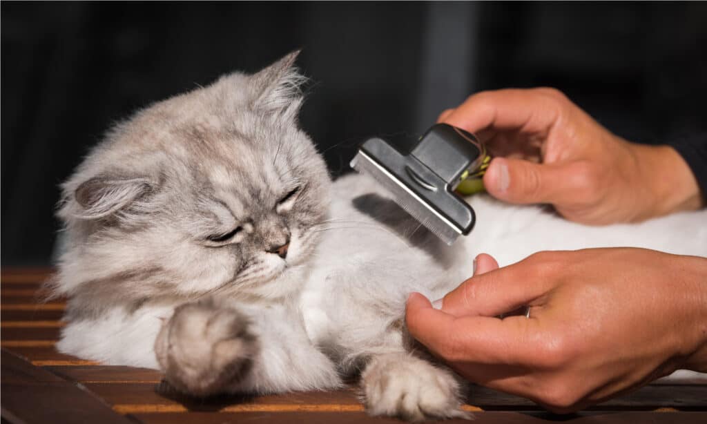 deshedding tools for cats