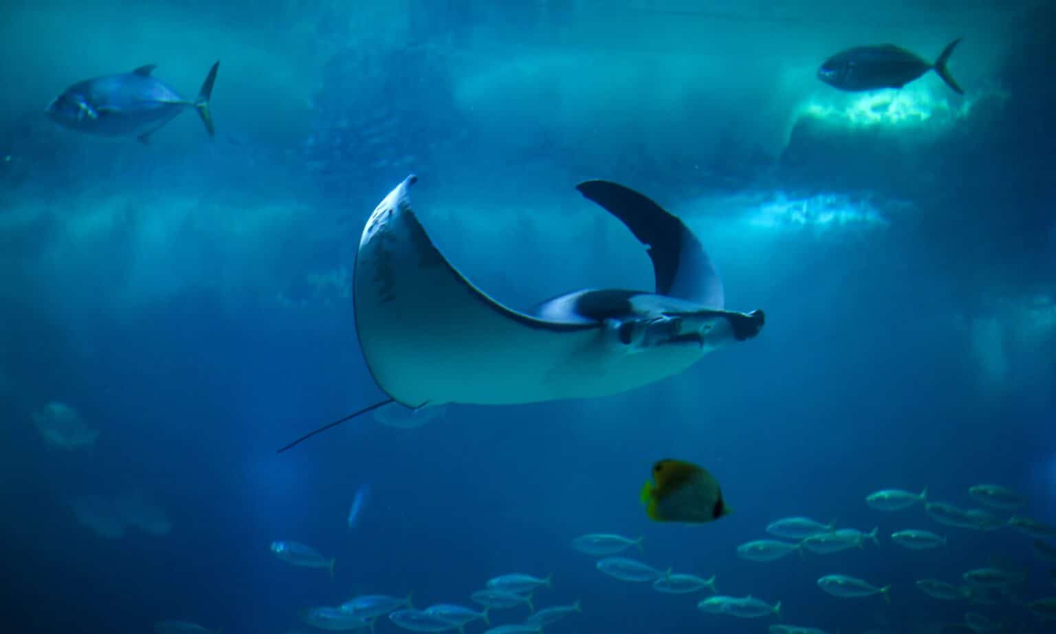 Manta Ray Fish Facts - A-Z Animals