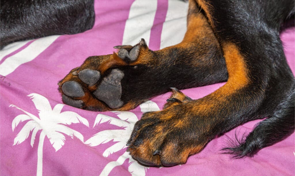 dewclaw of a Beauceron puppy in close up