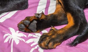What Dog Breeds Have Back Dewclaws: Discover the Unique