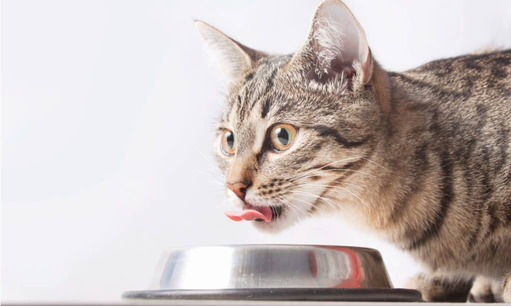 A cat eating from a bowl