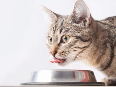 A The Best Spill-Proof Cat Water Bowls You Can Buy Today