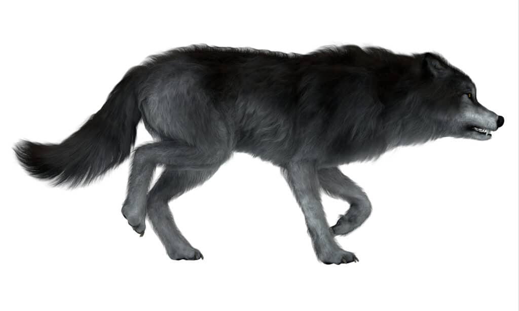 Dire wolf isolated on a white background
