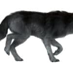 The dire wolf was found in North America as well as Central and South Americas as well as China.