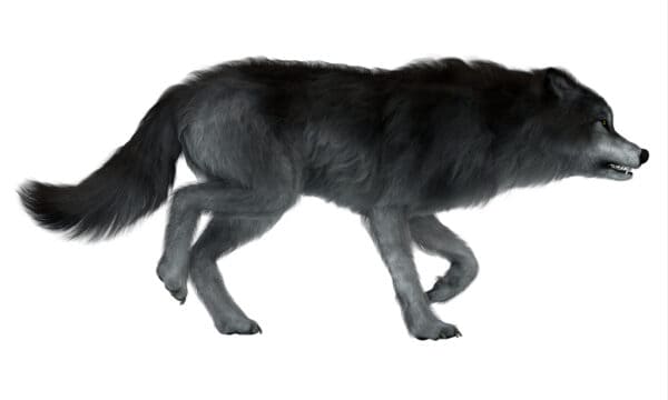 Yes Dire Wolves Were Real And They Were Terrifying