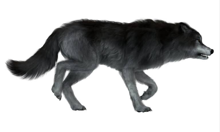 dire wolf isolated on white background