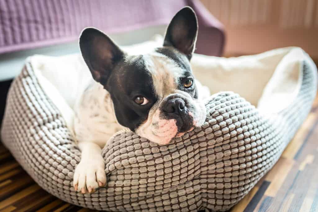 Do Dogs Lose Their Voices?dog head on bed
