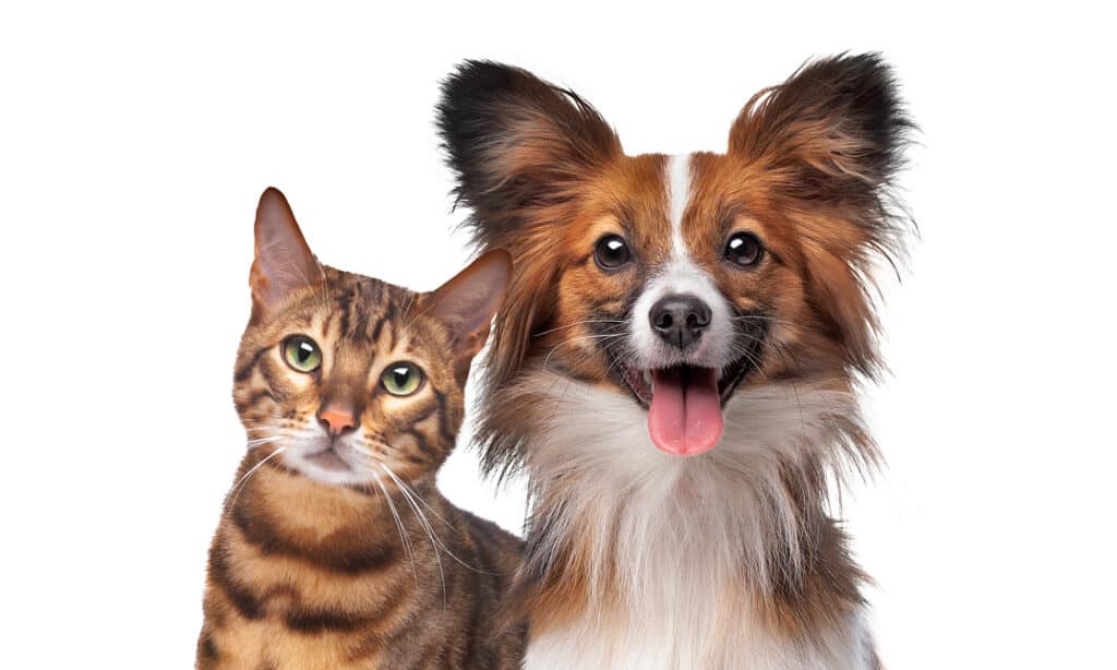 Portrait of a dog and a cat together on a white background