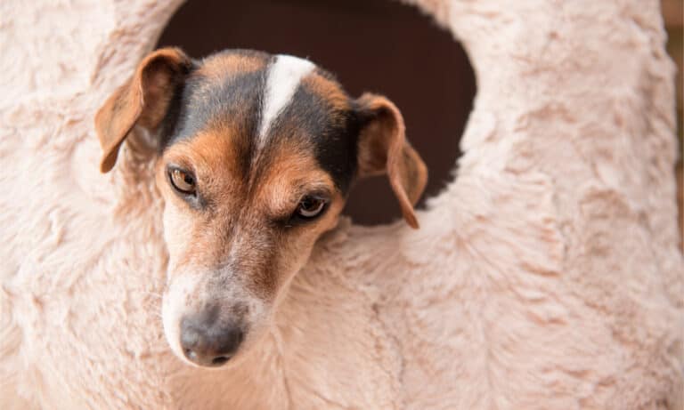 Jack Russell terrier in a cave bed