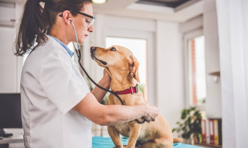 what causes septic shock in dogs