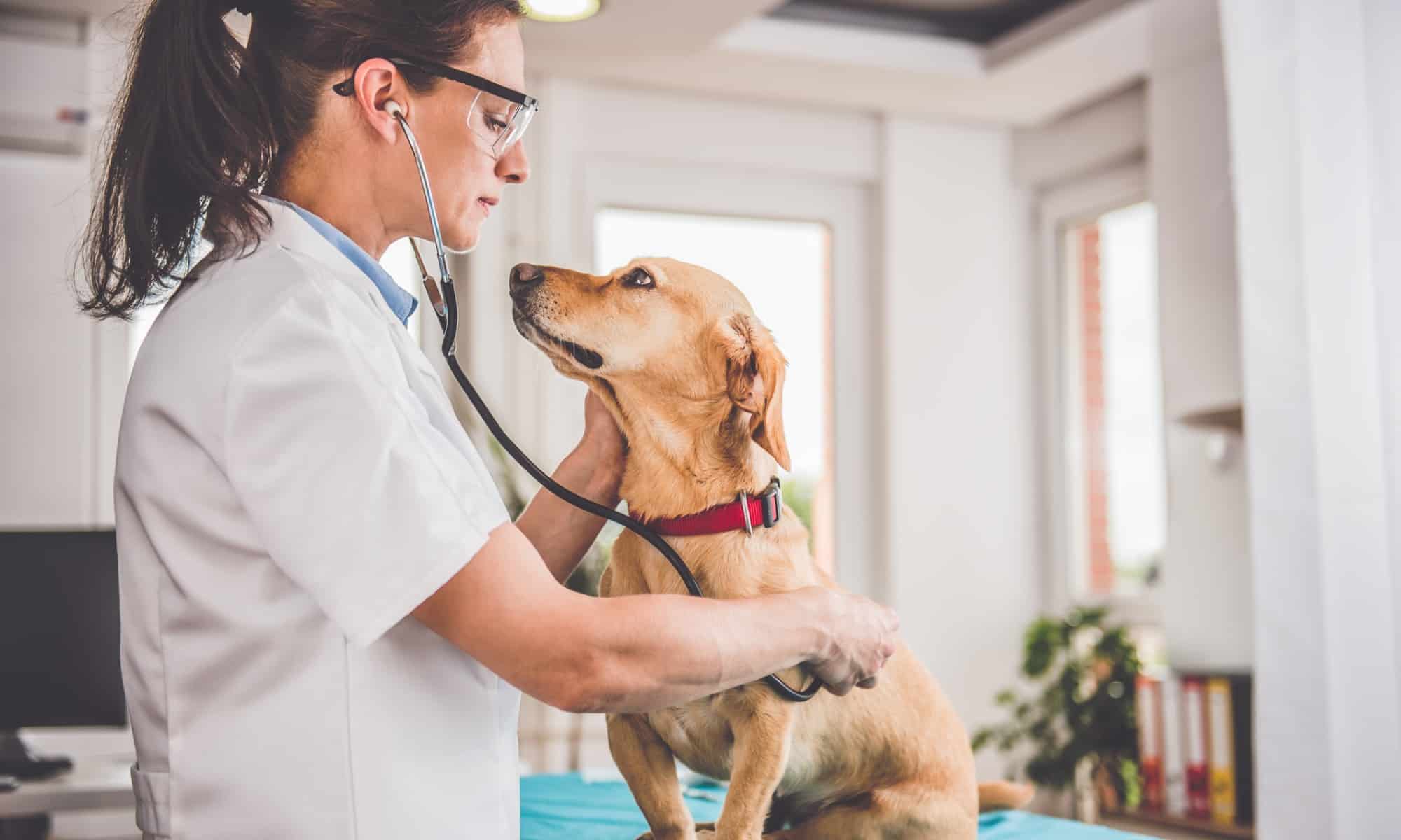 how much does dog health insurance cost