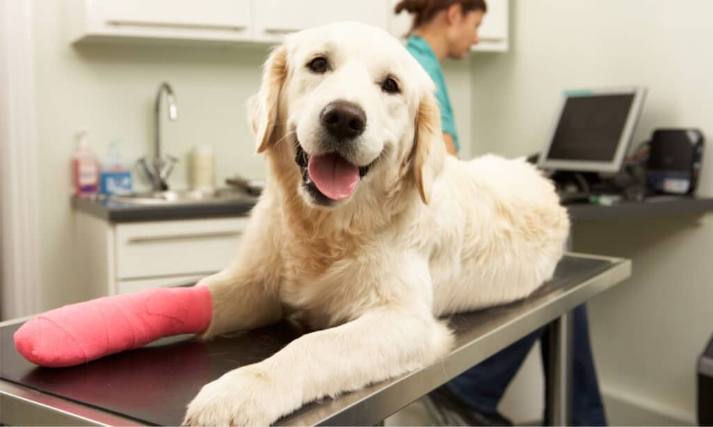 Golden retriever with injured and taped paw on exam table