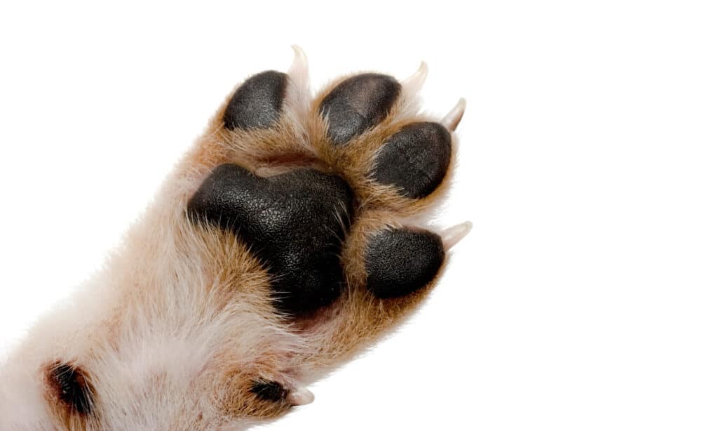 The underside of a dog's paw on a white background