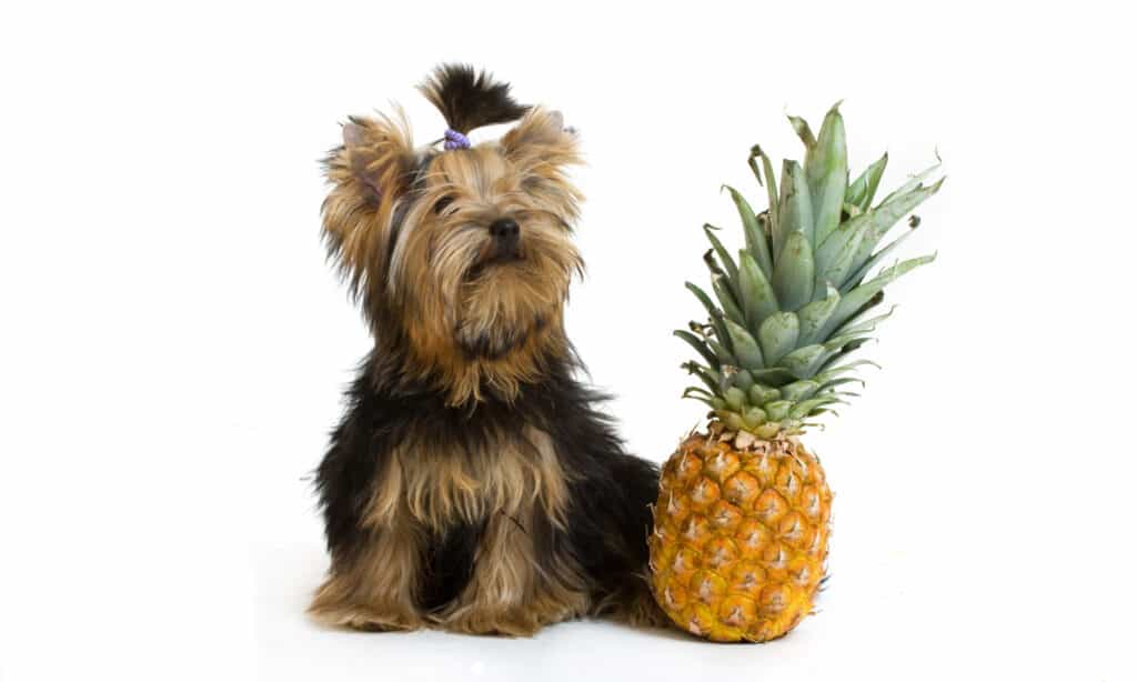 A tiny Yorkie sits next to a  whole fresh pineapple on white isolate. The pineapple still has its gree/grey fronds, making it as tall as the little yorkie, who is wearing a topknot (fur on top of head is pulled-up geyser-like with a lilac hair elastic. The yorkie is black and tan. The pineapple is yellow/gold.