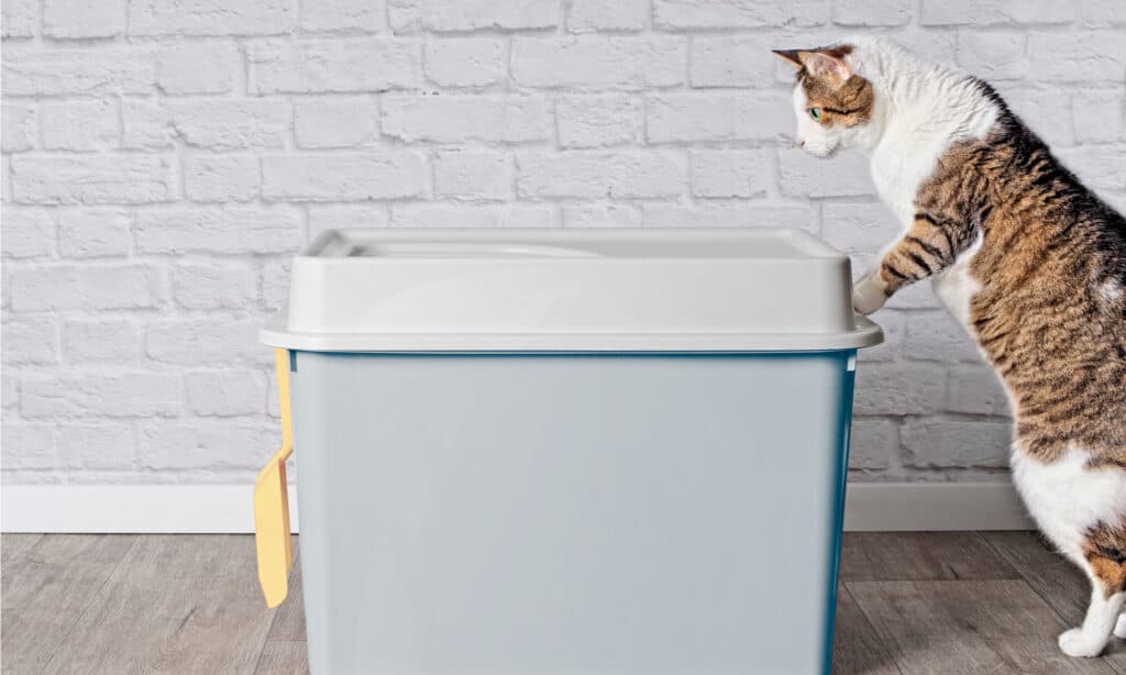 dog proof litter box