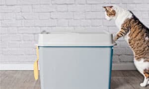 The Best Dog Proof Litter Boxes In 2022 Picture
