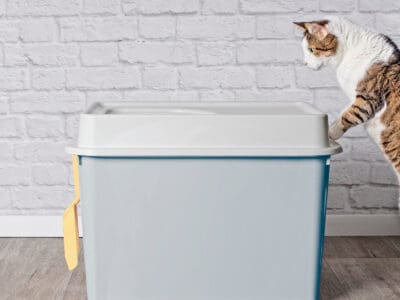 A The Best Dog Proof Litter Boxes In 2022