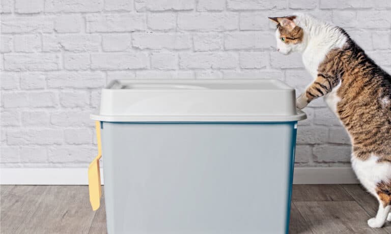 dog proof litter box