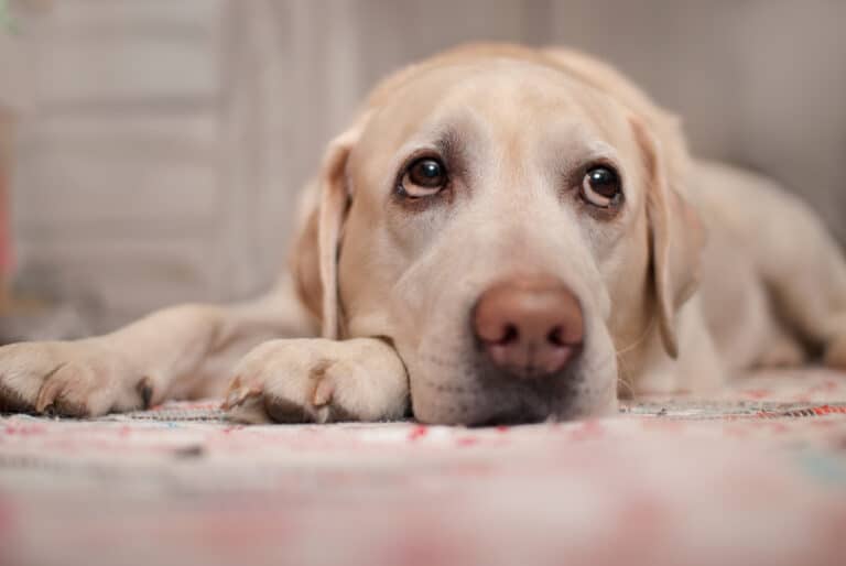 tired dog lying on carpet