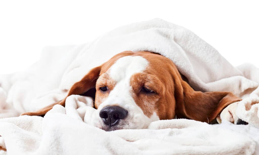 Sick dog sticks its head out from under a blanket