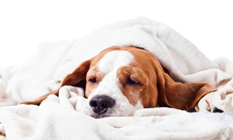 Dog Not Feeling Well? Types of Cancers and Symptoms To Know