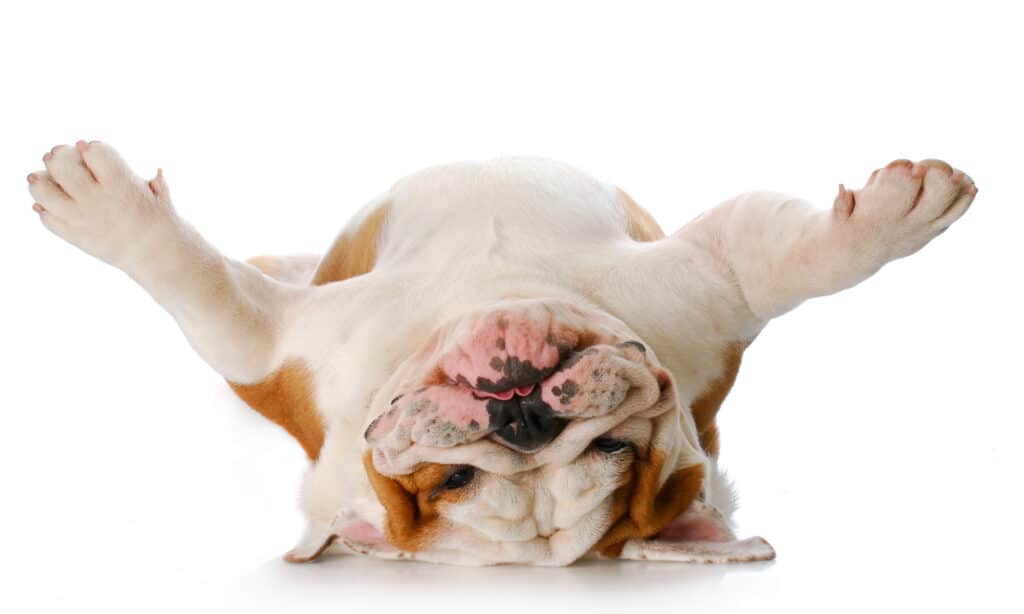 An English Bulldog lying on its back on a white background