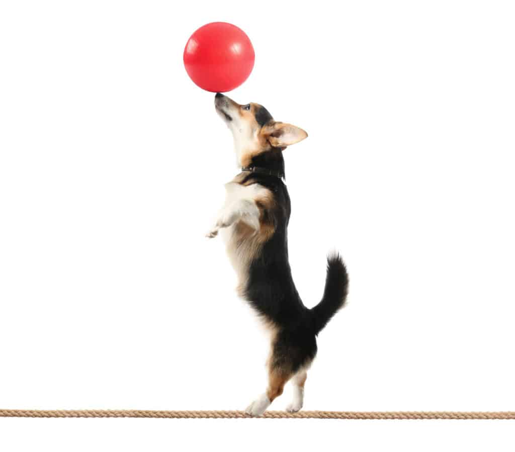 dog on hindlegs on tightrope with ball balanced on nose