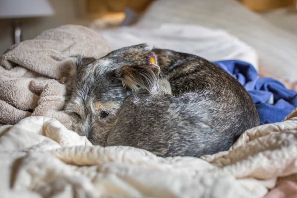 dog curled up