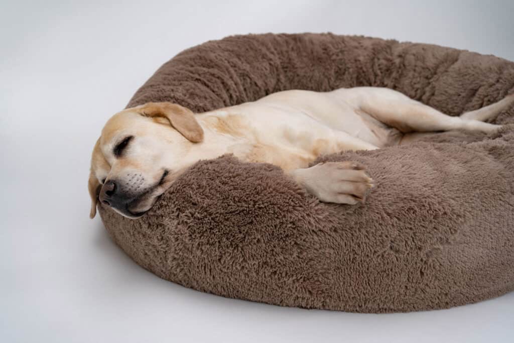 dog in dog bed