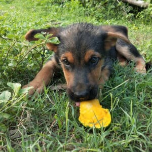 Are Mangos Safe To Eat For Dogs? Picture