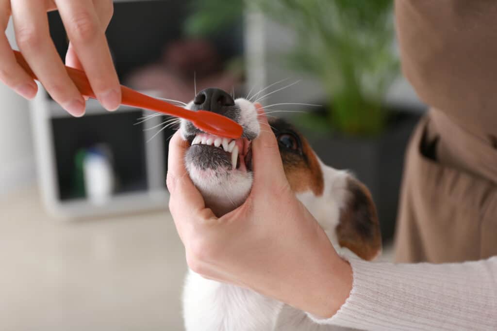 human brushing her dog's teeth