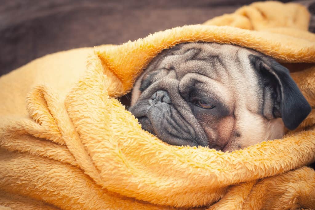 dog in blanket