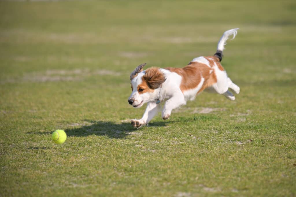 dog chasing ball