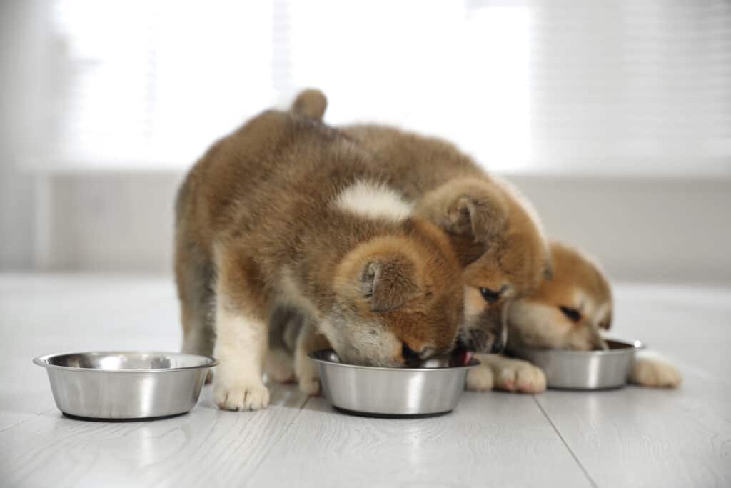 three akita inu pups eating, two of which have their muzzles in the stainless steel feeding bowls. A third pup is seen between them trying to get in non the action. Bowls are on white laminate floor, indistinct white/ light grey background.  