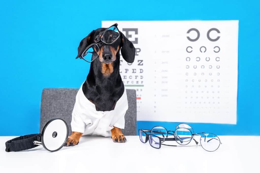 dog with eye chart
