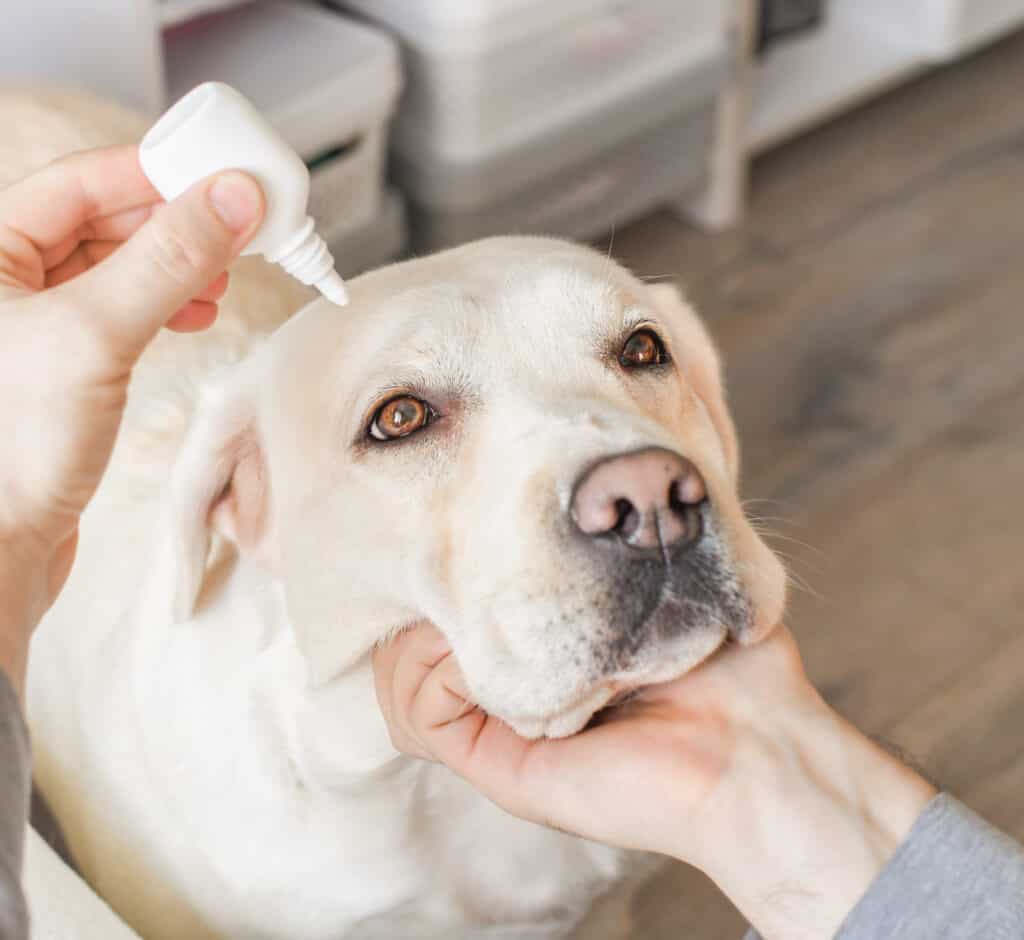 dog receiving eye drops