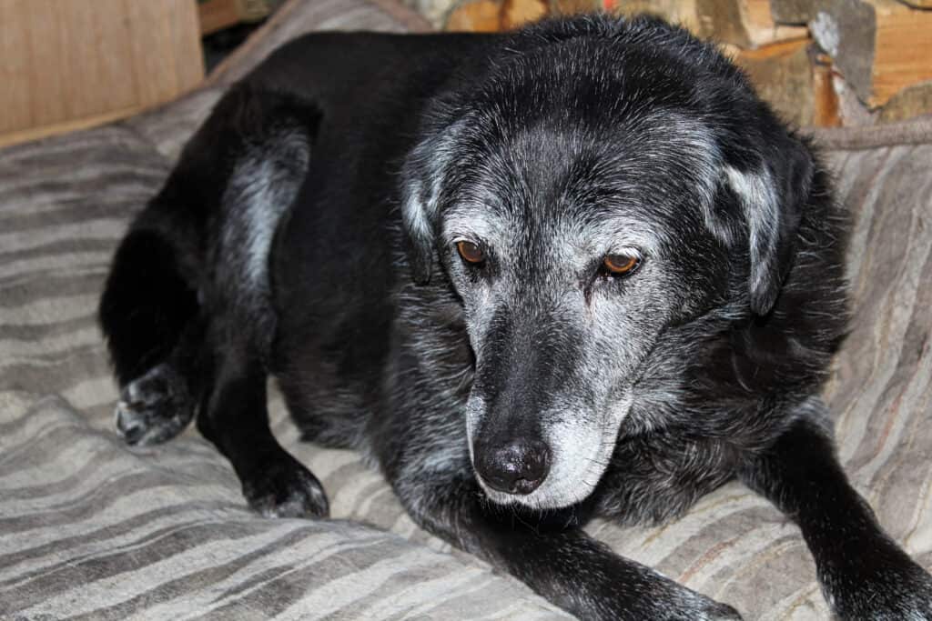 old dog on bed staring into space