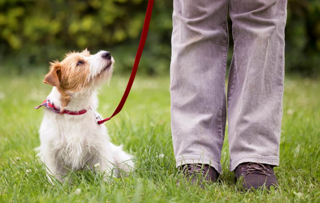 dog on leash looking at owner