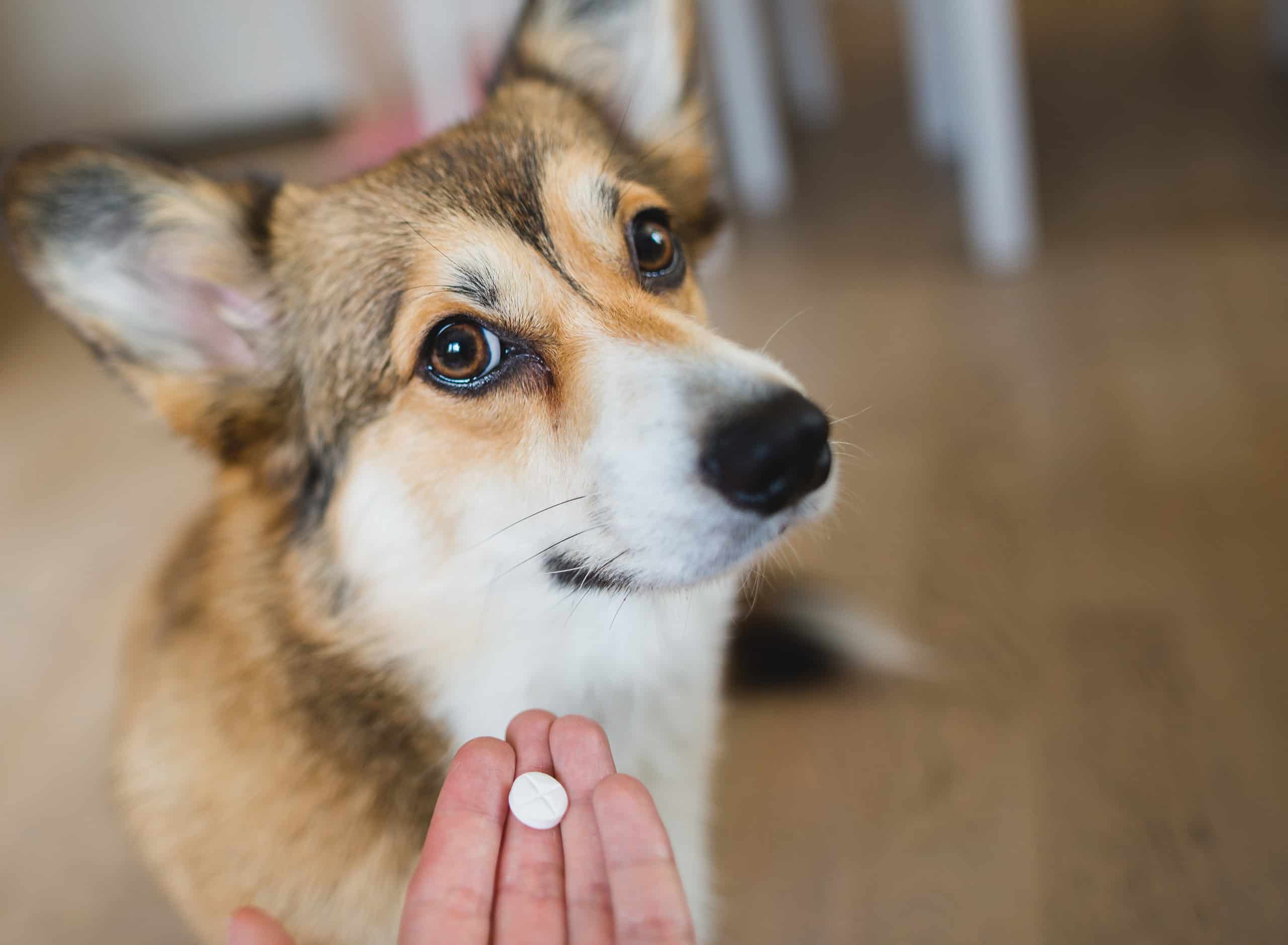 dog being offered pill