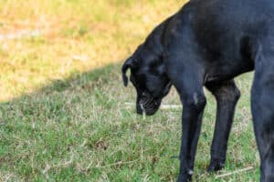 9 Reasons Your Dog is Retching (Dry Heaving) And What to Do About It Picture