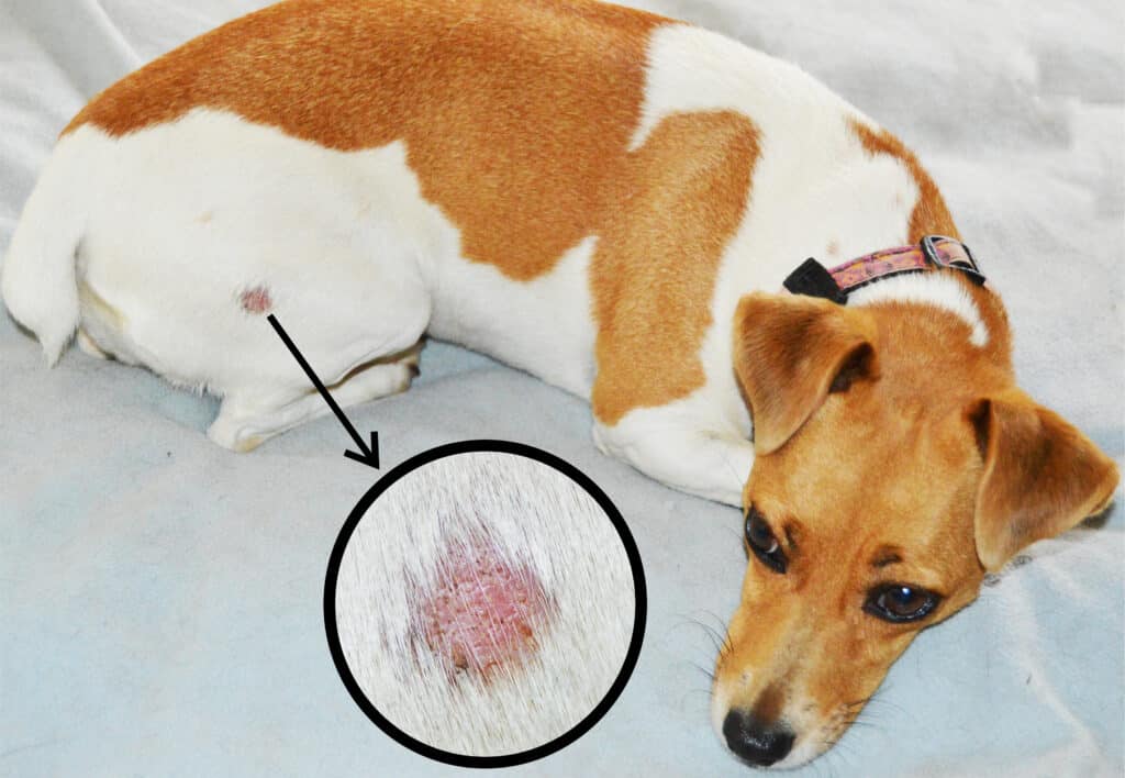 dog with ringworm