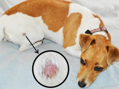 A Ringworm in Dogs: How to Spot, Treat, and Prevent
