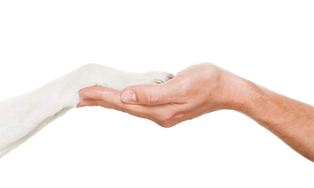 Dog's paw on owner's hand against a white background