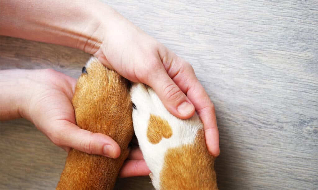 why do dogs grab your arm with their paw