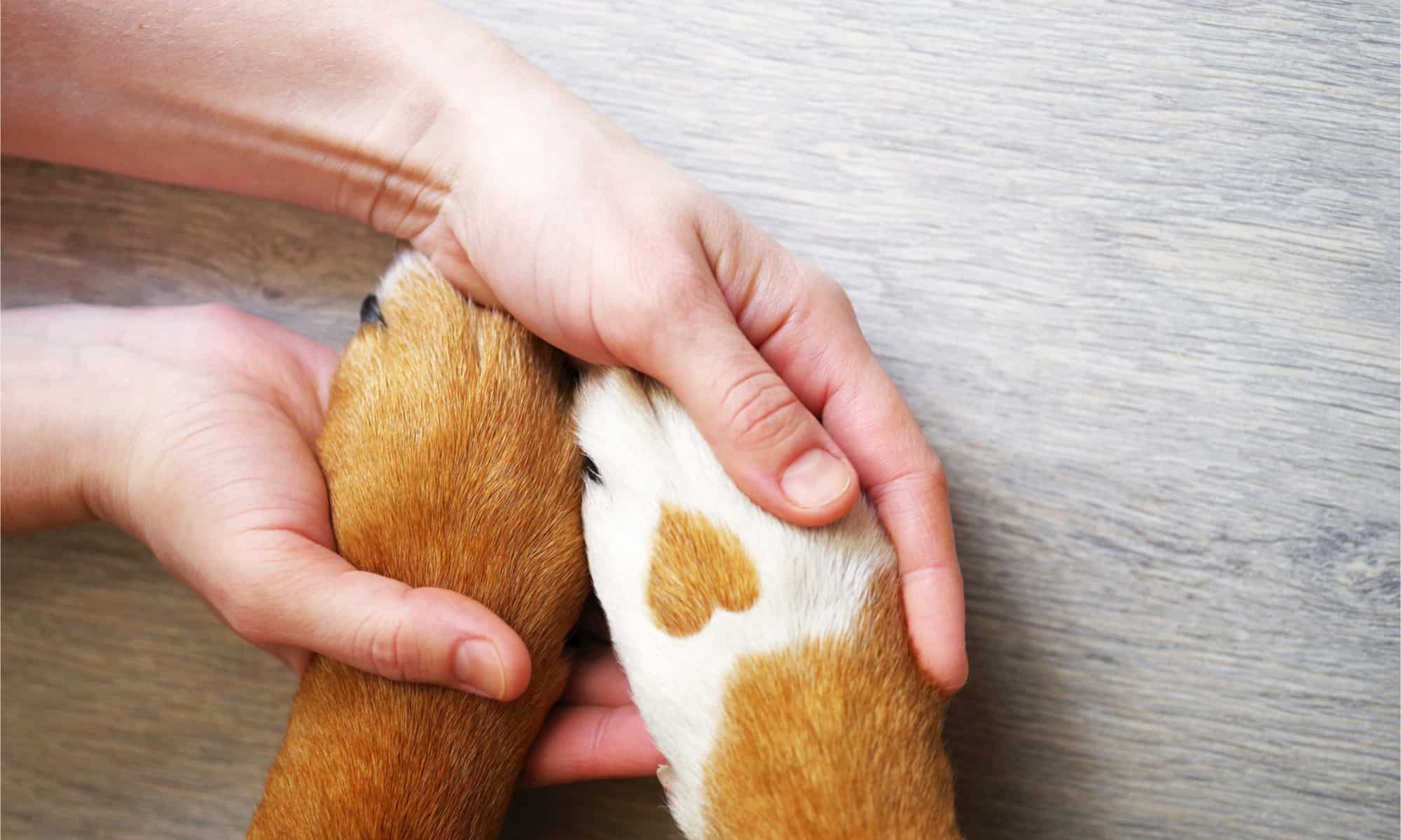 Two dog paws, one with a heart-shaped marking, being held by a human
